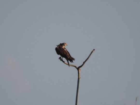 チュウヒ　稲敷　冬の猛禽類の観察におすすめの探鳥地