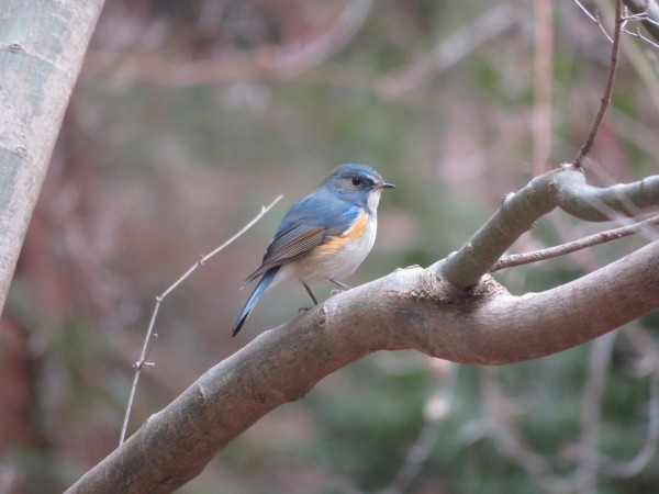筑波山の野鳥 ルリビタキ
