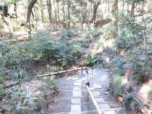 キビタキの生息地　明治神宮