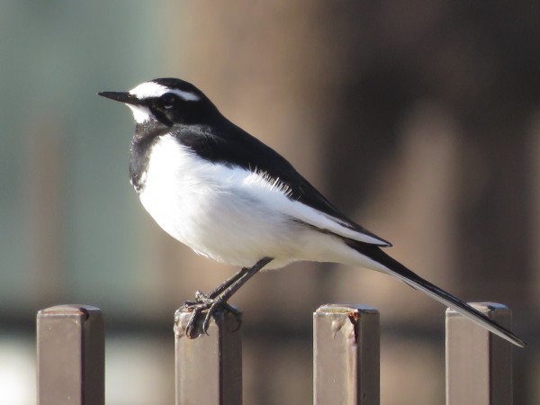 セグロセキレイの生息地と探す際のポイント 野鳥情報 Com