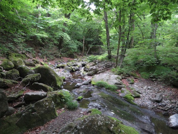 キセキレイの生息地　栃木県民の森