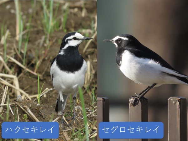 ハクセキレイとセグロセキレイの違いと見分け方 野鳥情報 Com