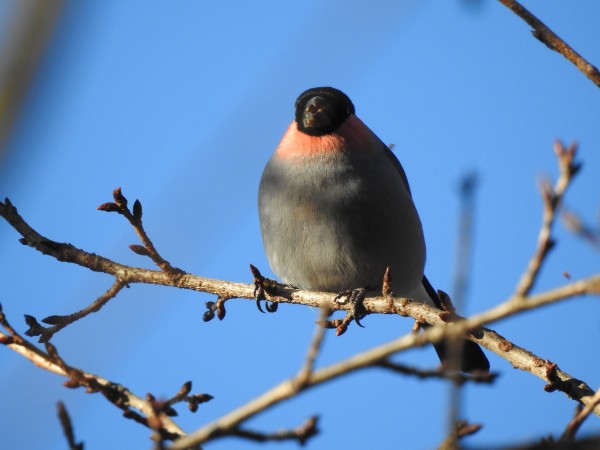 筑波山の野鳥 ウソ
