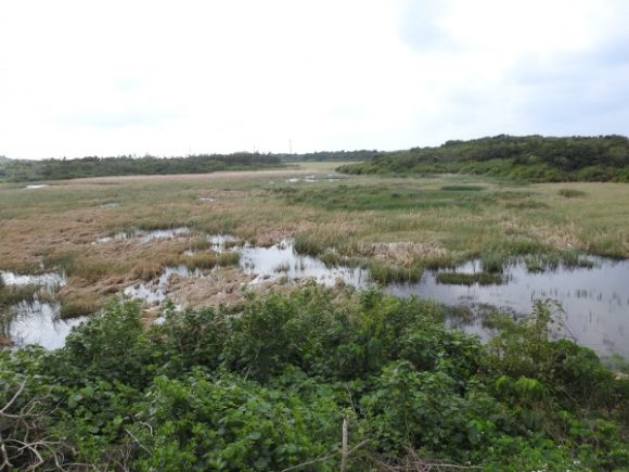 シロハラクイナの生息地　池間湿原
