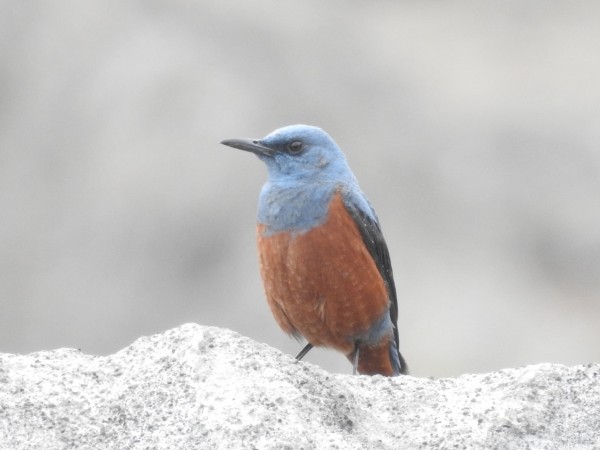 幸せの青い鳥】日本で見られる青い鳥たち | 野鳥情報.com