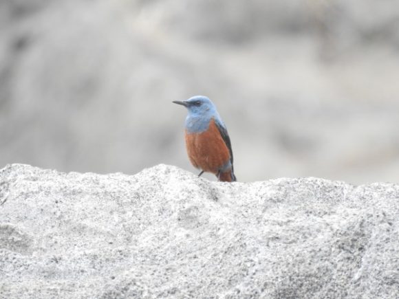 庭に来る野鳥18種類 イソヒヨドリ