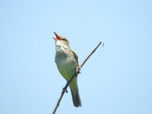 東京都内で見られる夏鳥　オオヨシキリ