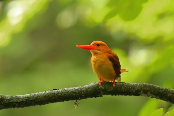 アカショウビンが見られる生息地と観察ポイント