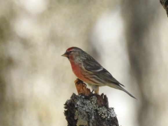 火の鳥 日本で見られる赤い鳥たち 野鳥情報 Com