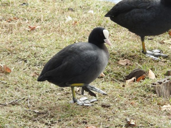 日本で見られる黒い野鳥たち | 野鳥情報.com