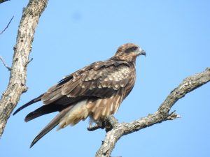 トビが見られる生息地と探す際のポイント | 野鳥情報.com