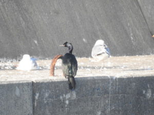 銚子漁港の野鳥　ヒメウ