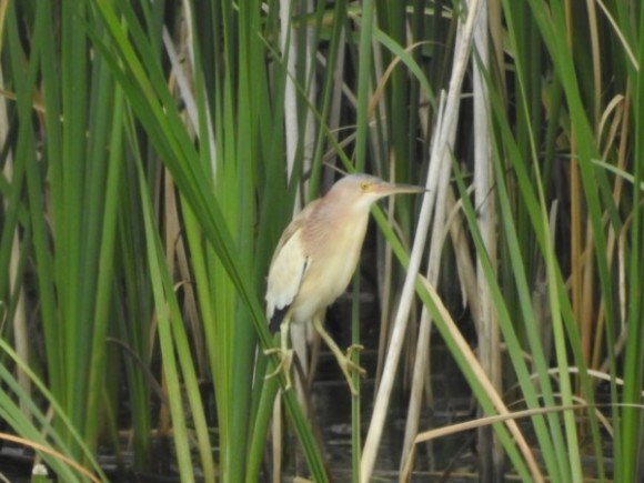 河川敷で見られる野鳥　ヨシゴイ