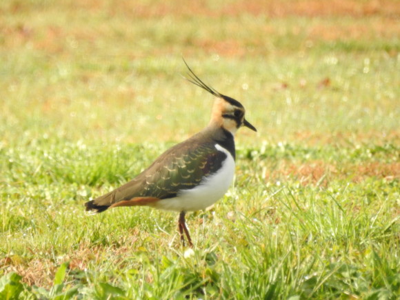 タゲリが見られる生息地と探す際のポイント 野鳥情報 Com