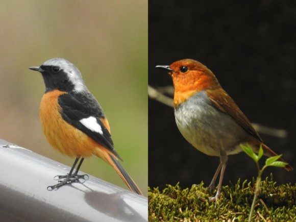 日本で見られるオレンジ色の野鳥たち 野鳥情報 Com
