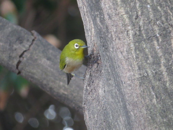 日本で見られる緑色の野鳥　メジロ