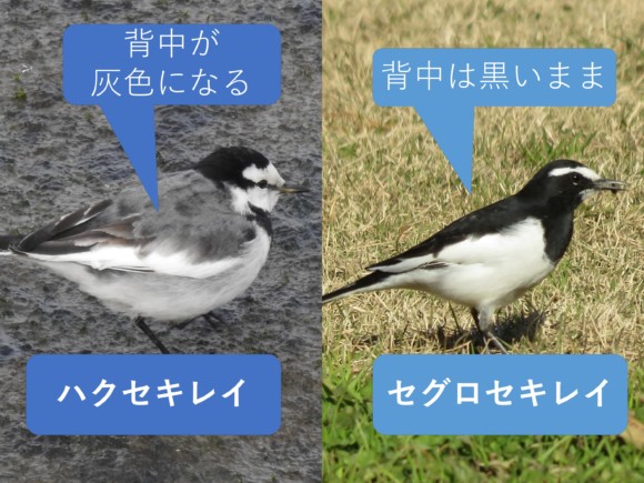 ハクセキレイとセグロセキレイの違いと見分け方 野鳥情報 Com