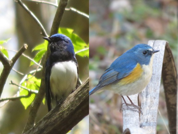 オオルリとルリビタキの違いと見分け方 | 野鳥情報.com