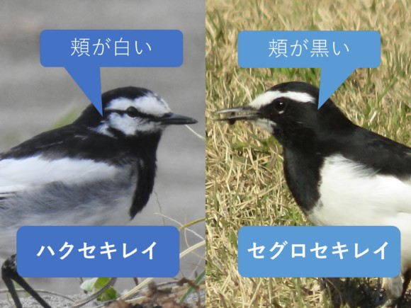 ハクセキレイとセグロセキレイの違いと見分け方 野鳥情報 Com