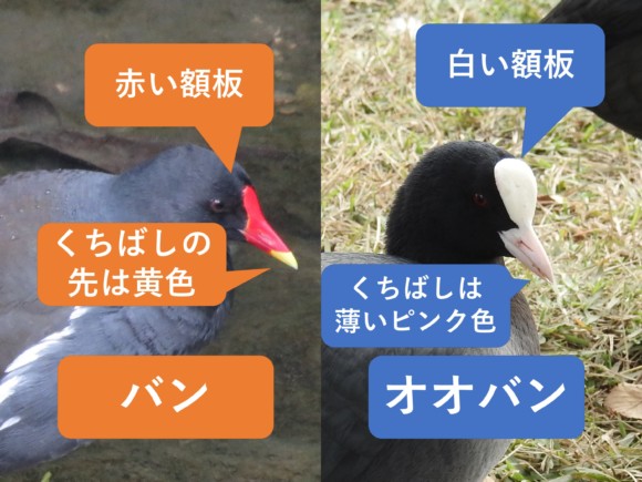バンの赤い額と黄色いくちばしの先、オオバンの白い額とくちばしの比較