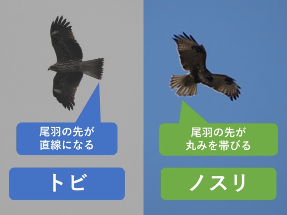飛翔時に尾羽を広げたトビのバチ形とノスリの扇形の比較