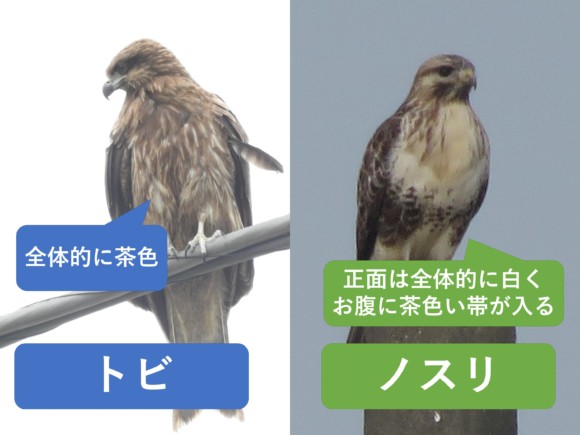 止まったトビの褐色の体とノスリの淡い胸・腹部の模様を比較
