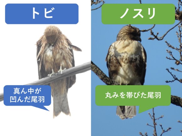 トビの中央がへこんだ尾羽とノスリの丸みのある尾羽の比較