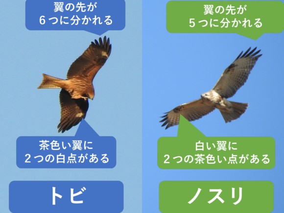 トビとノスリの飛翔姿、翼下面の斑と翼の先の違いを示すイラスト