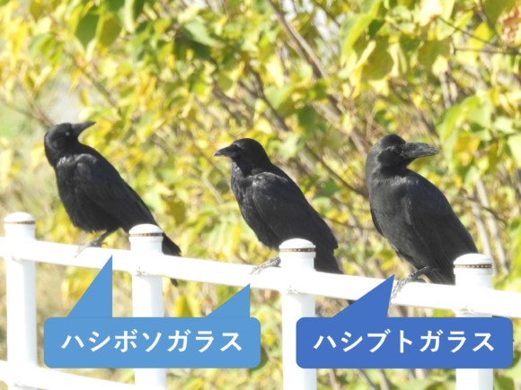 ハシボソガラスよりハシブトガラスがやや大きいことを示す比較イラスト