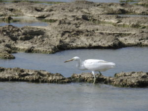 米須海岸の野鳥 クロサギ 白色型
