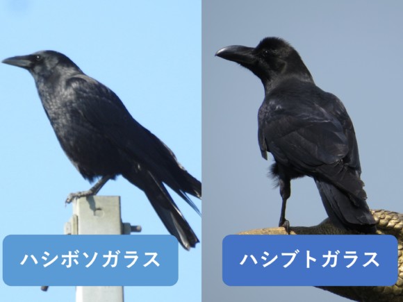 ハシボソガラスとハシブトガラスの違いと見分け方