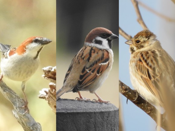 そっくり スズメに見た目や習性が似ている野鳥たち 野鳥情報 Com