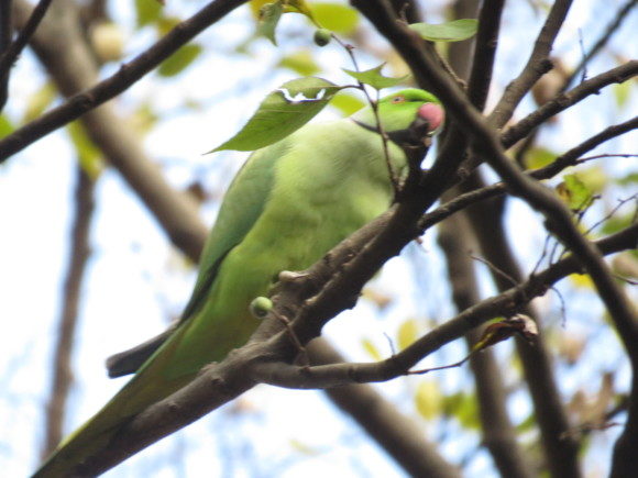 日本で見られる緑色の野鳥　ワカケホンセイインコ　外来種