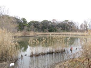 東京都内　冬の猛禽類　舎人公園