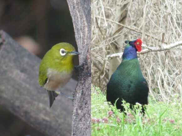 日本で見られる緑色の野鳥