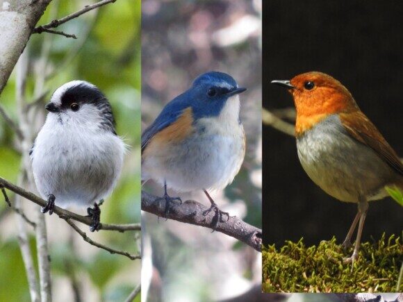 日本で見られるかわいい野鳥