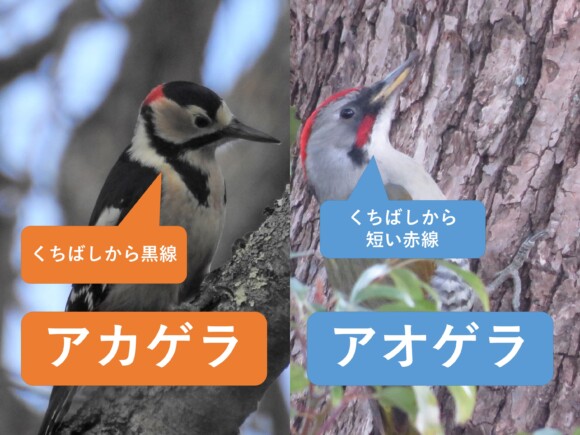 アカゲラとアオゲラの違い｜図解で見分ける5つの特徴と鳴き声 | 野鳥