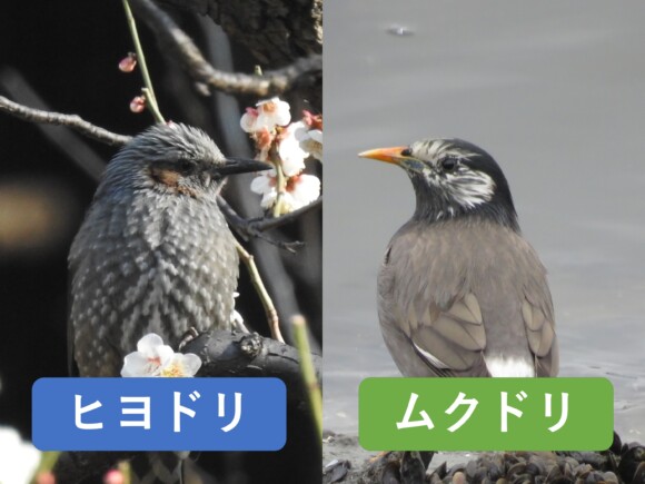 ヒヨドリとムクドリの違いと見分け方 野鳥情報 Com