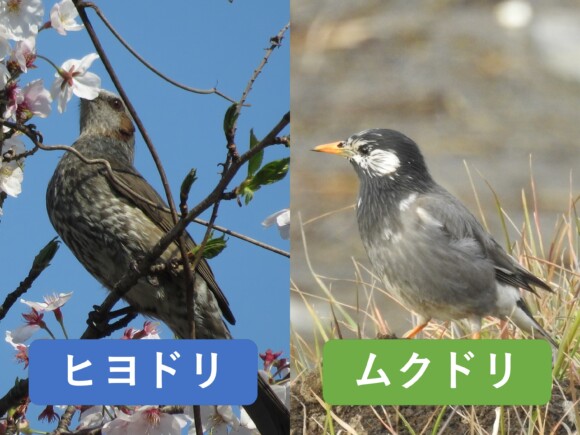 尾が長いヒヨドリと尾が短めのムクドリの体形を比較