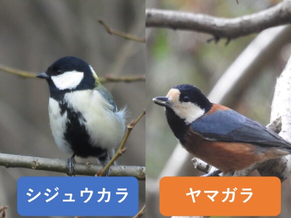 シジュウカラとヤマガラの違いと見分け方 野鳥情報 Com