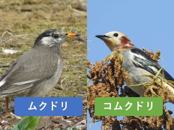 ムクドリとコムクドリの違いと見分け方 野鳥情報 Com