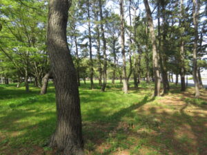 野島公園で見られる野鳥　林