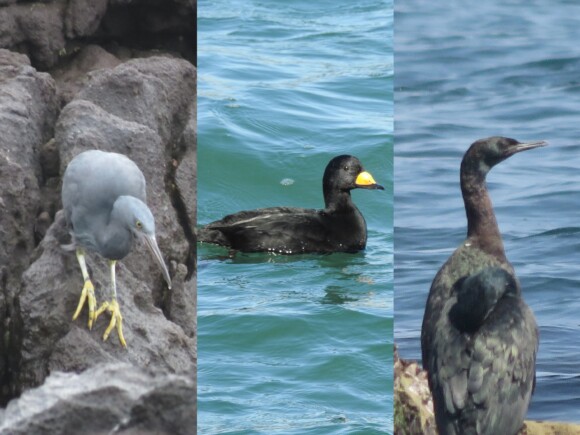 日本で見られる黒い野鳥たち 野鳥情報 Com