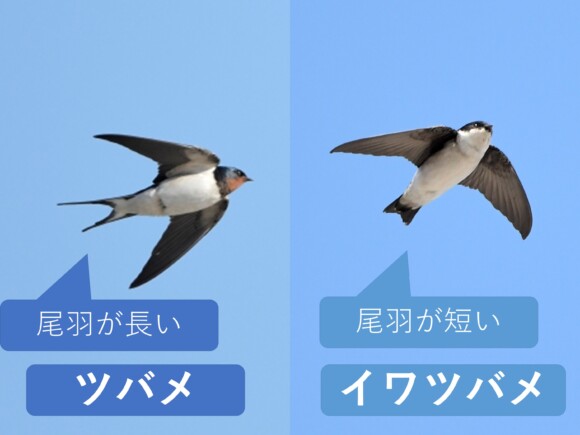 ツバメとイワツバメの尾羽の長さと切れ込みの比較