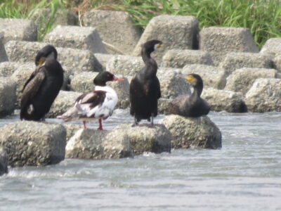 酒匂川河口周辺の野鳥　カワアイサ
