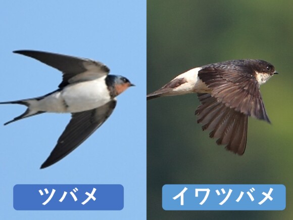 ツバメとイワツバメの姿を並べた比較画像