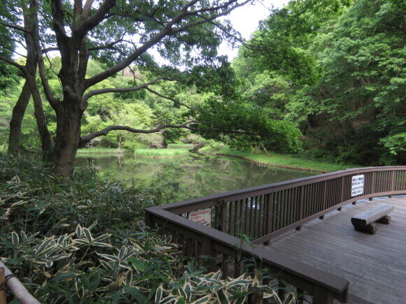 座間谷戸山公園　水鳥の池
