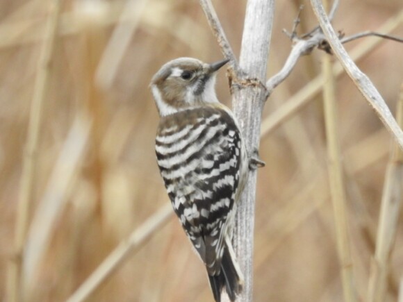 東京都内で小さなキツツキ コゲラが見られる場所 野鳥情報 Com