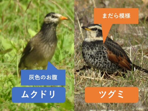 ムクドリの灰色のお腹とツグミの胸から脇にある黒褐色のまだら模様を比較