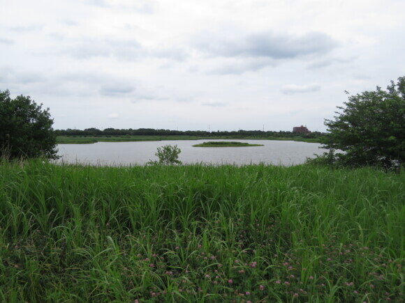 コアジサシの生息地　芝川第一調節池